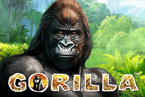 gorilla