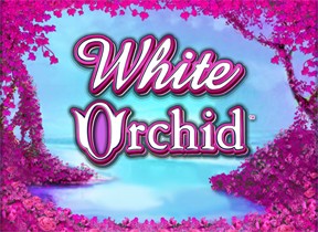 whiteorchid